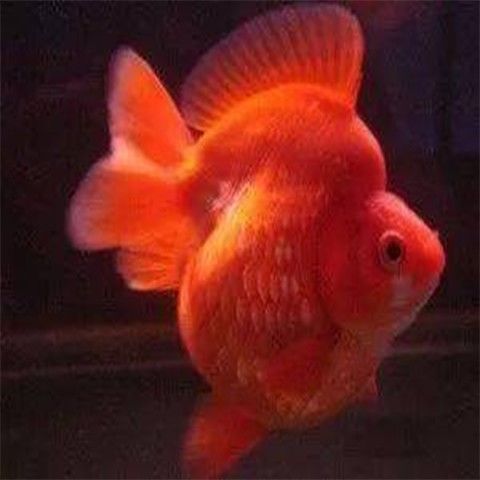 金鱼观赏鱼随机一条鱼场直发