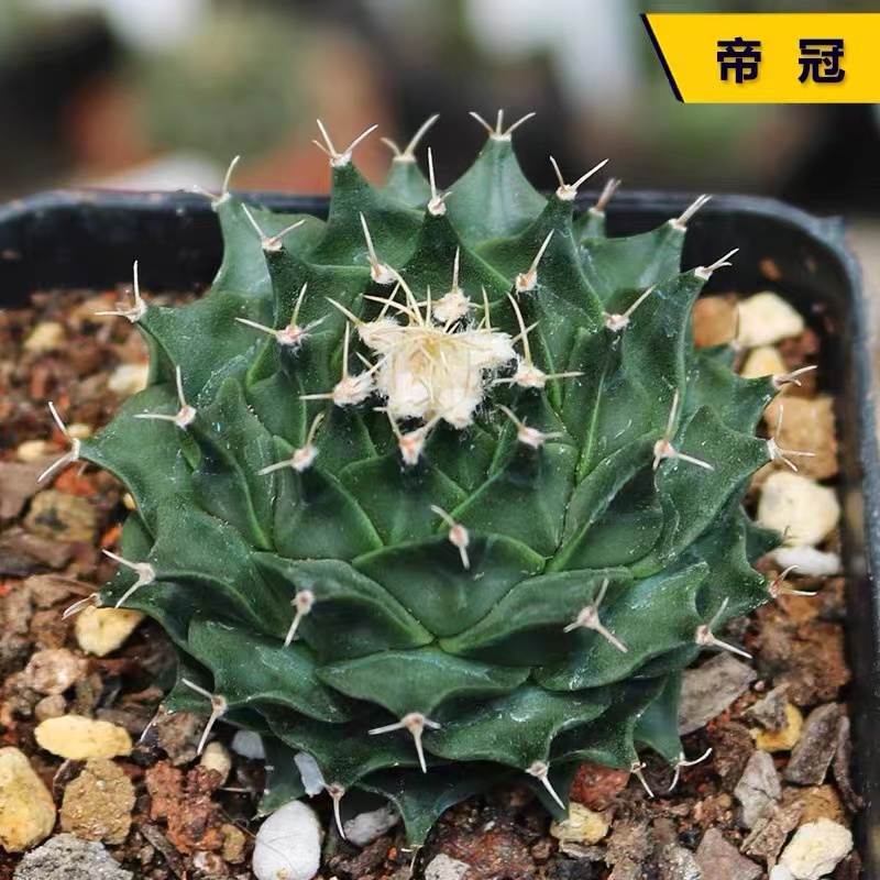 特小号 帝冠仙人球（满18包邮）