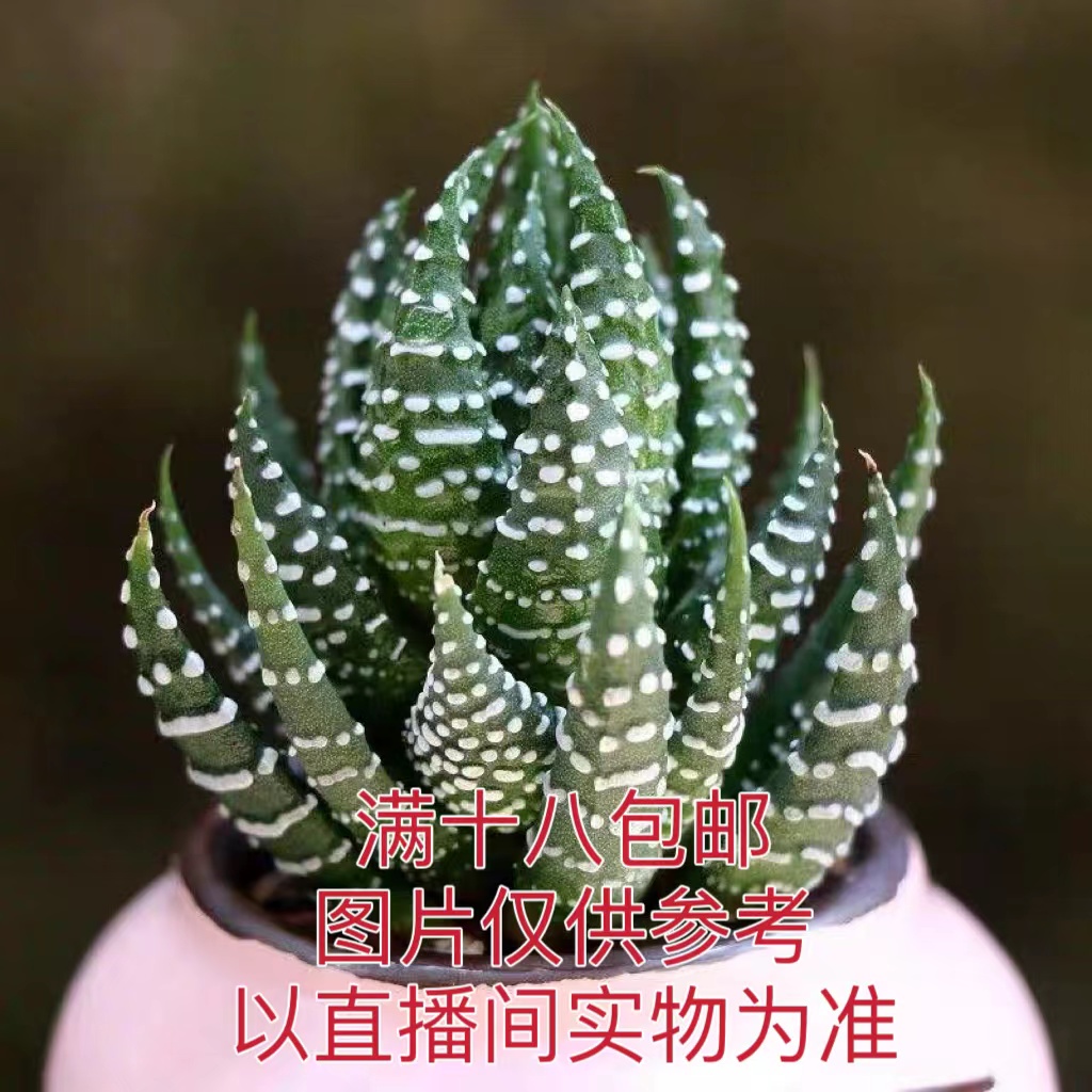 （满18包邮）小号鹰爪 十二卷芦荟 多肉植物 裸根发货