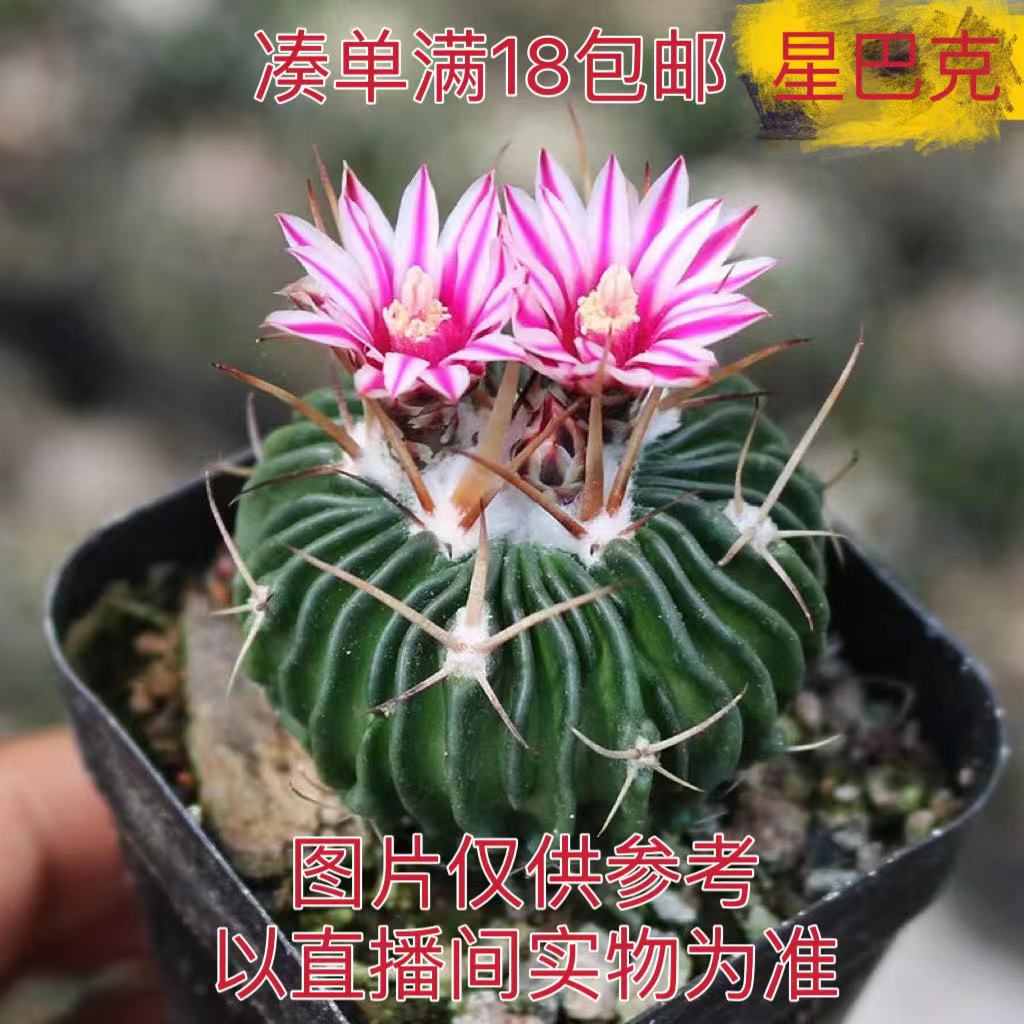 （满18元包邮） 特小号 星巴克 多棱玉 2-3cm仙人球