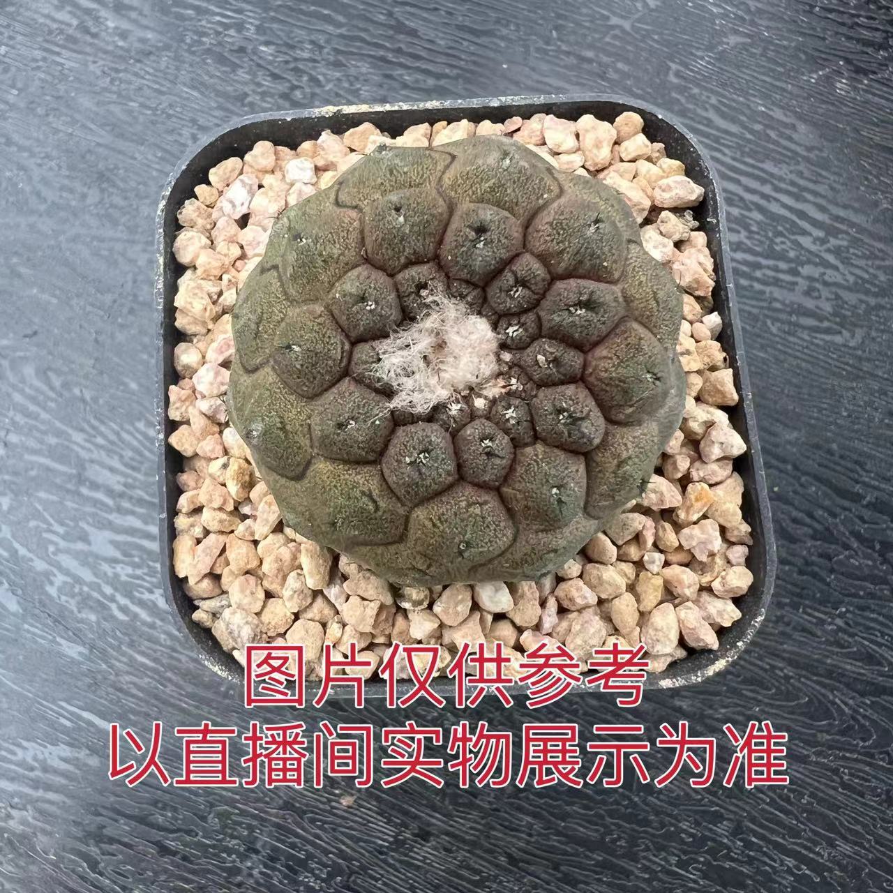特小号蜥蜴皮 3cm左右仙人球