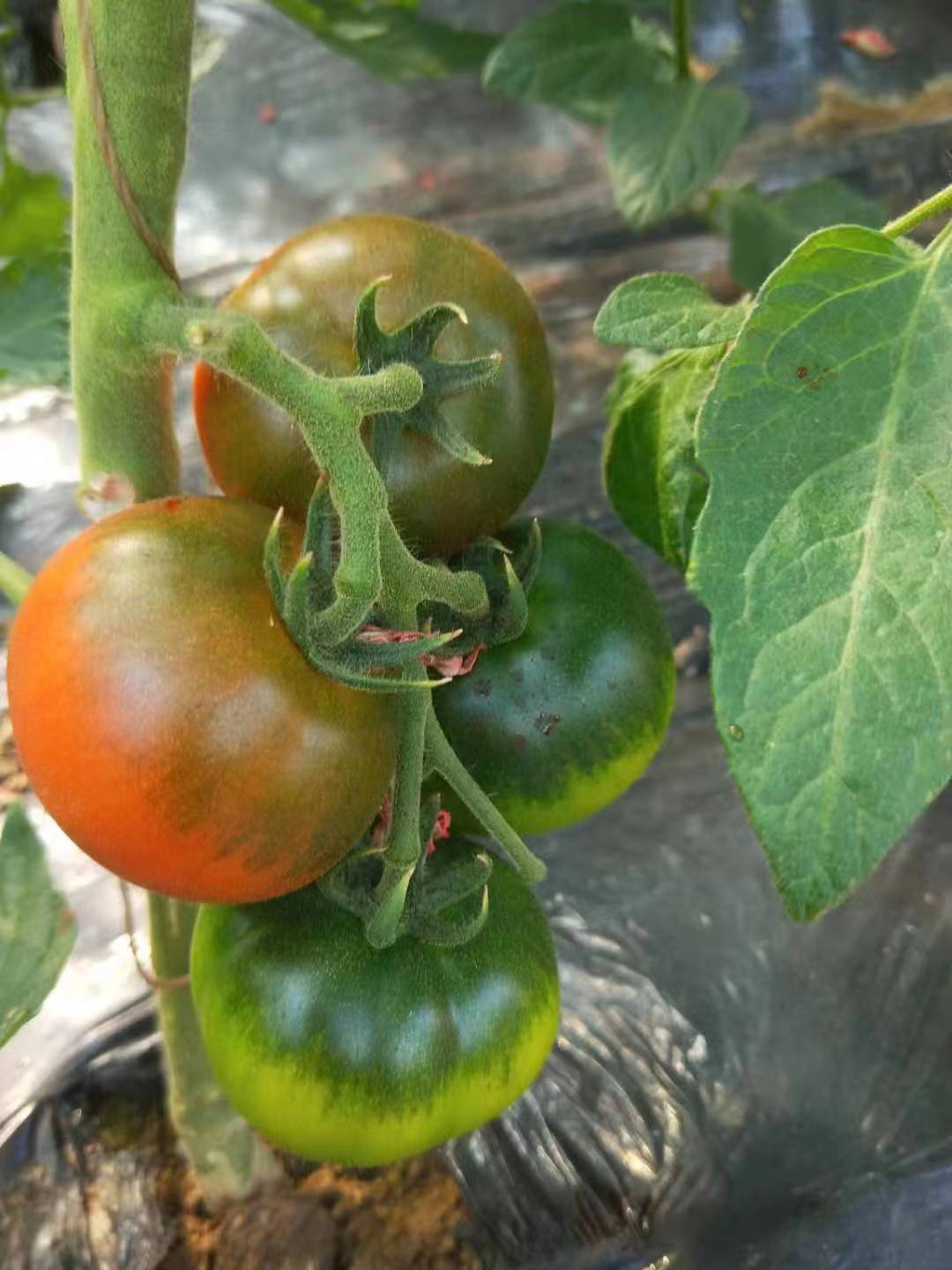 草莓柿子顺丰包邮天然成熟