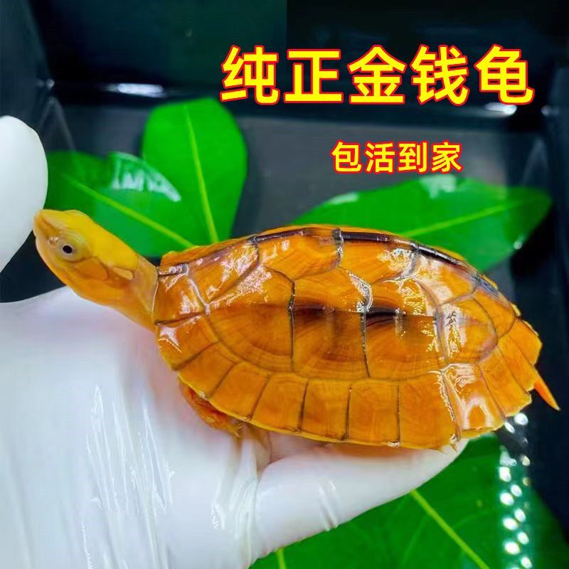 纯种南石金钱龟活体龟观赏招财龟情侣龟黄金龟苗宠