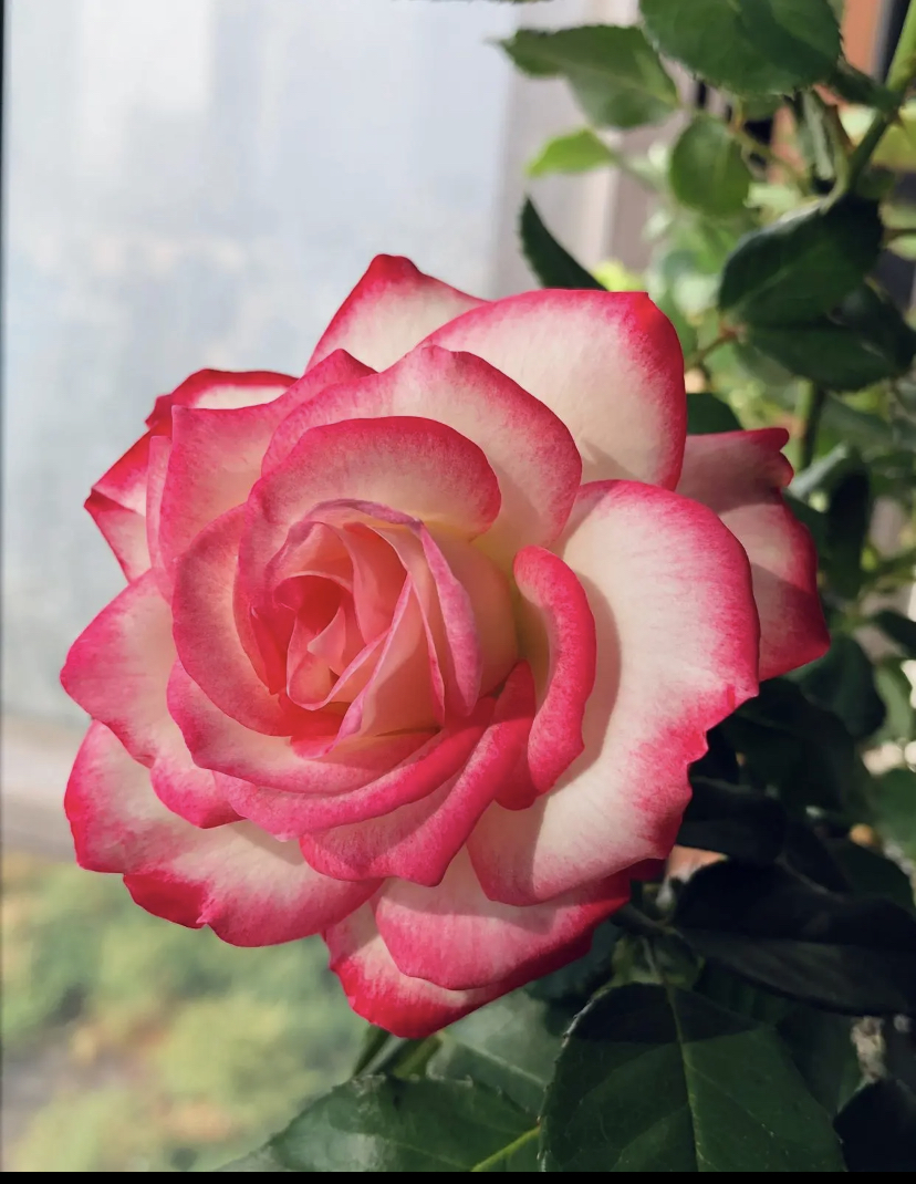 公爵 耐热耐寒，抗病性强。叶片