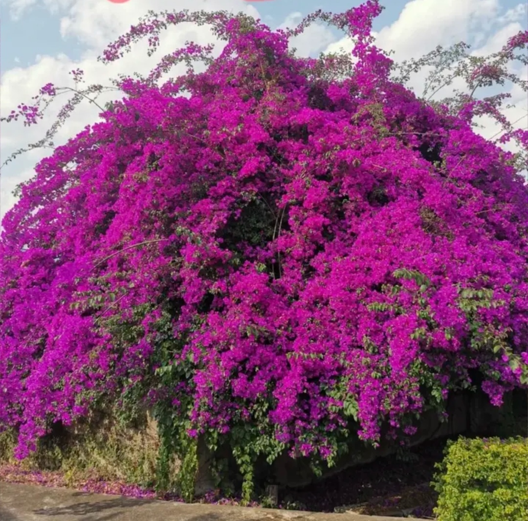 一物一拍三角梅专属链接