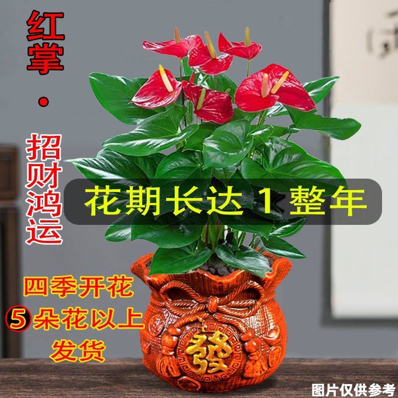 红掌盆栽四季开花绿植鸿运当头花卉办公室内水培好养植物一帆风顺