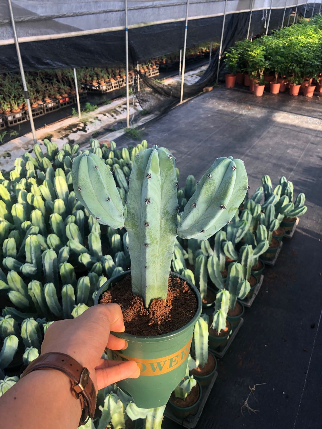 龙神木仙人掌仙人柱咖啡店易养多肉植物美观室绿植内吸盆栽甲醛