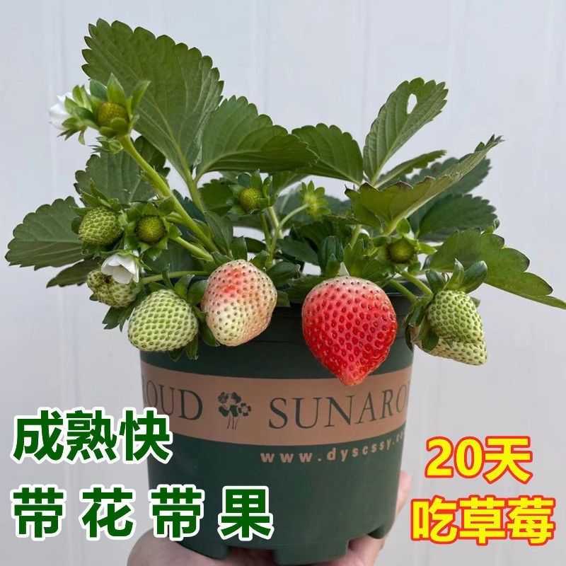 20天结果四季奶油草莓苗裸根盆栽苗当年结果草莓大量批发种植简单