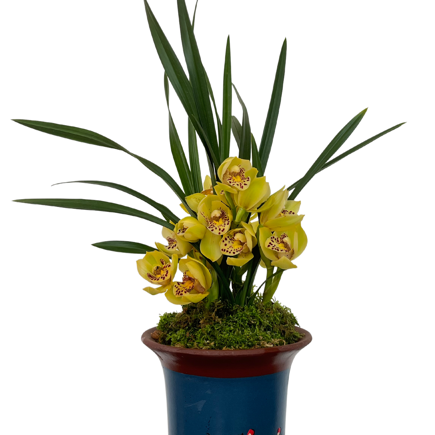 【金凤凰】建兰金色荷瓣浓香金/花期7月到4月，室内外绿植盆栽花卉l