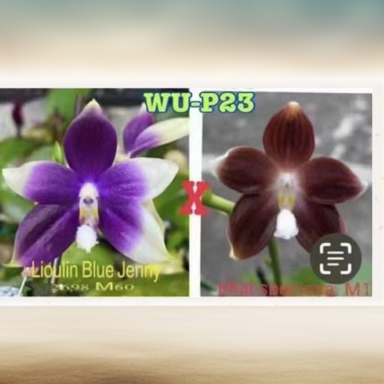 F23 柳林蓝珍交盾  趣味蝴蝶兰【锦尚兰业】
