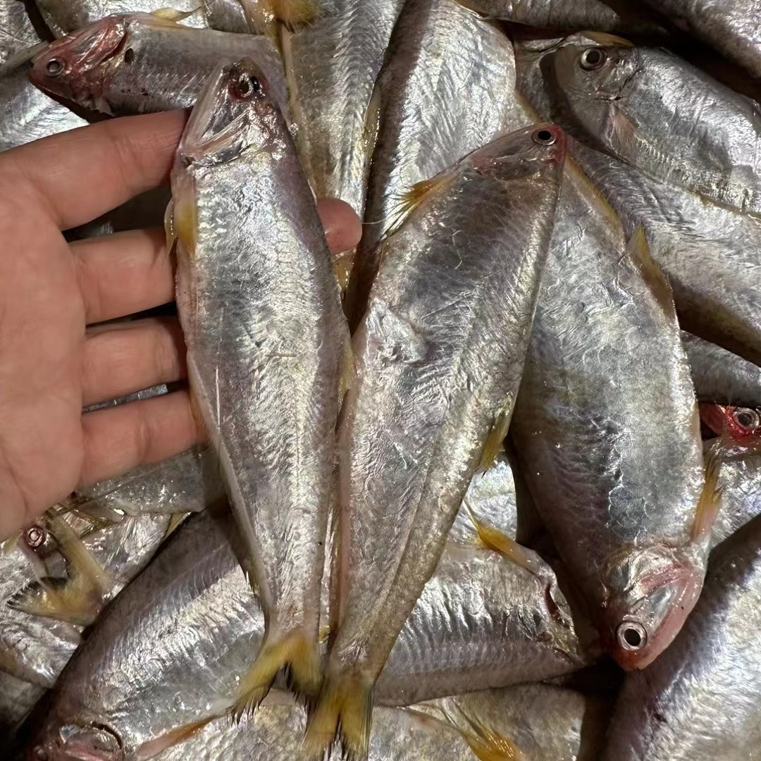阿利精选黄鲫鱼马口鱼5斤起