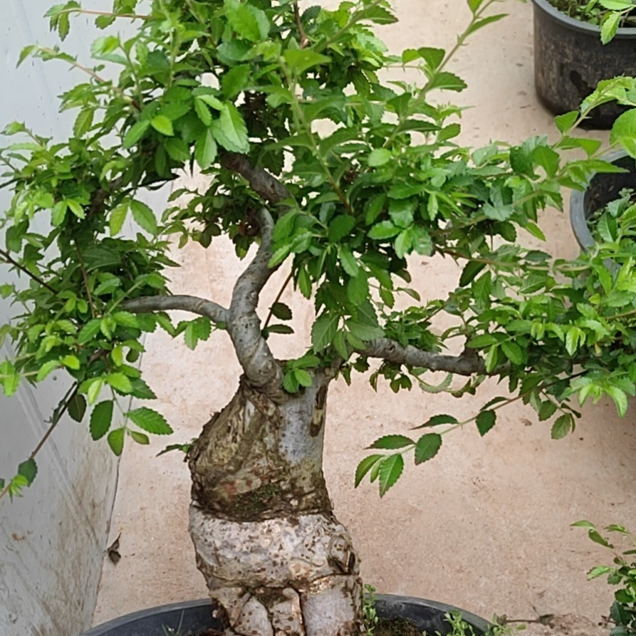 榆树老桩，直播间一物一拍拒绝自助下单，全场不包邮