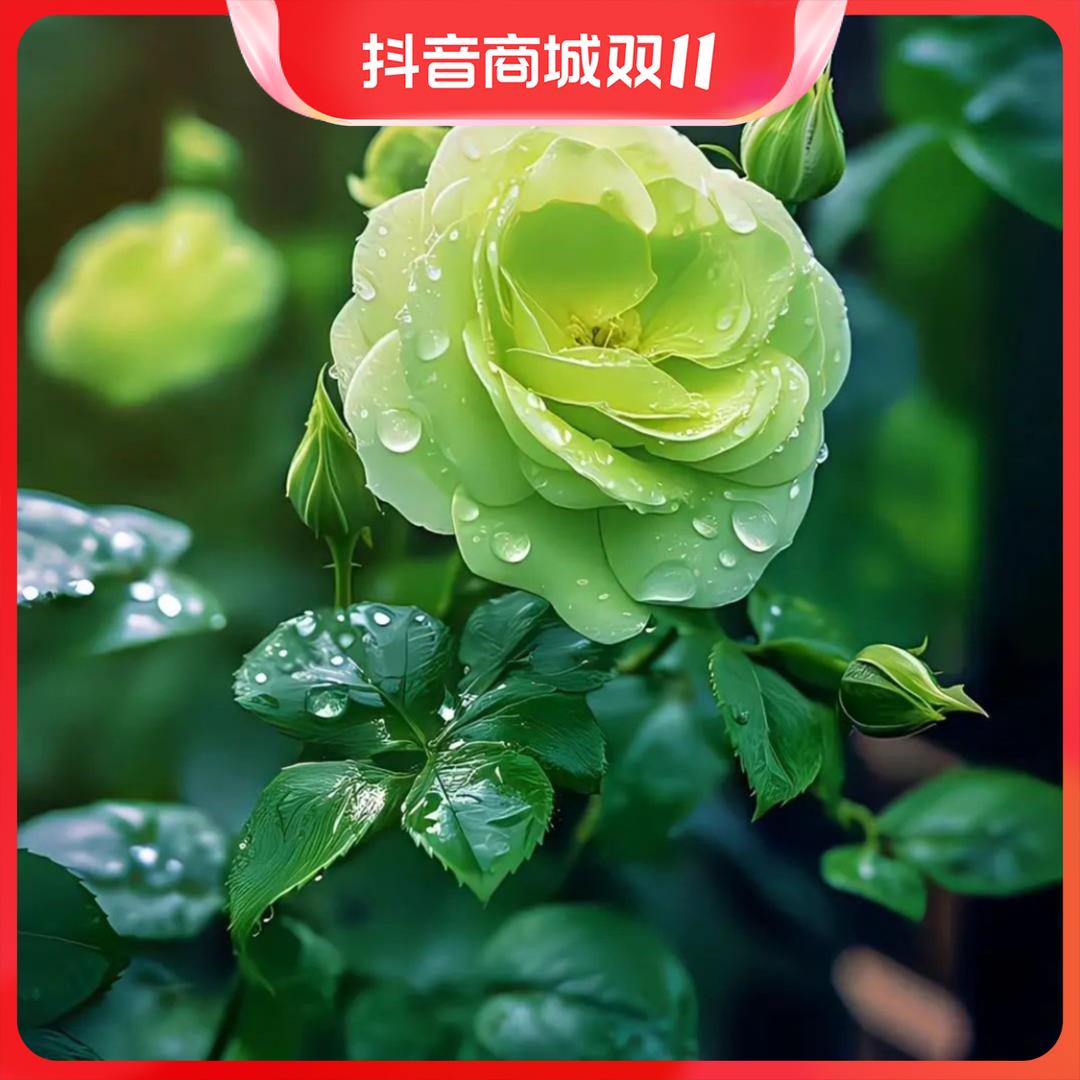 玫瑰花苗新品种(绿盈)老桩盆栽特大花卉绿植物四季开花易养活耐寒