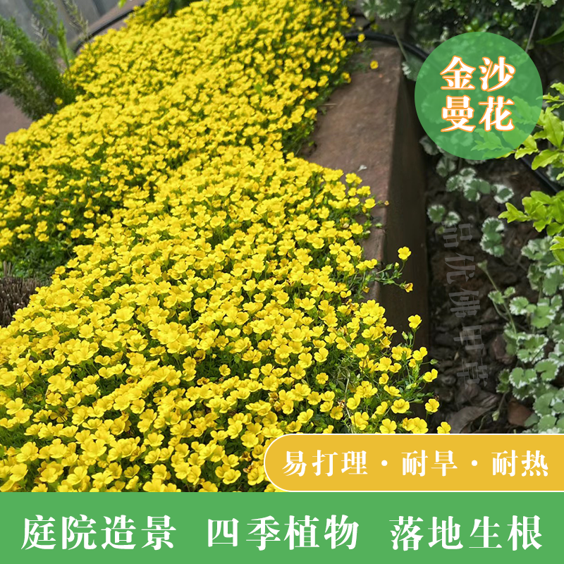 万年青小叶女贞伏胁花耐热耐晒耐潮耐阴适合阳台庭院种植凤凰树