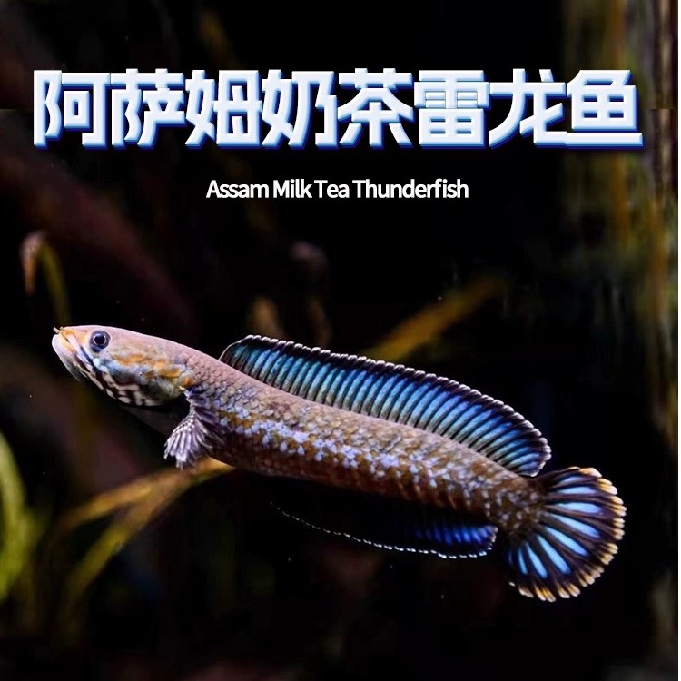 印度热带鱼阿萨姆奶茶雷龙鱼小型凶猛淡水鱼苗观赏鱼蓝帆奶茶雷龙