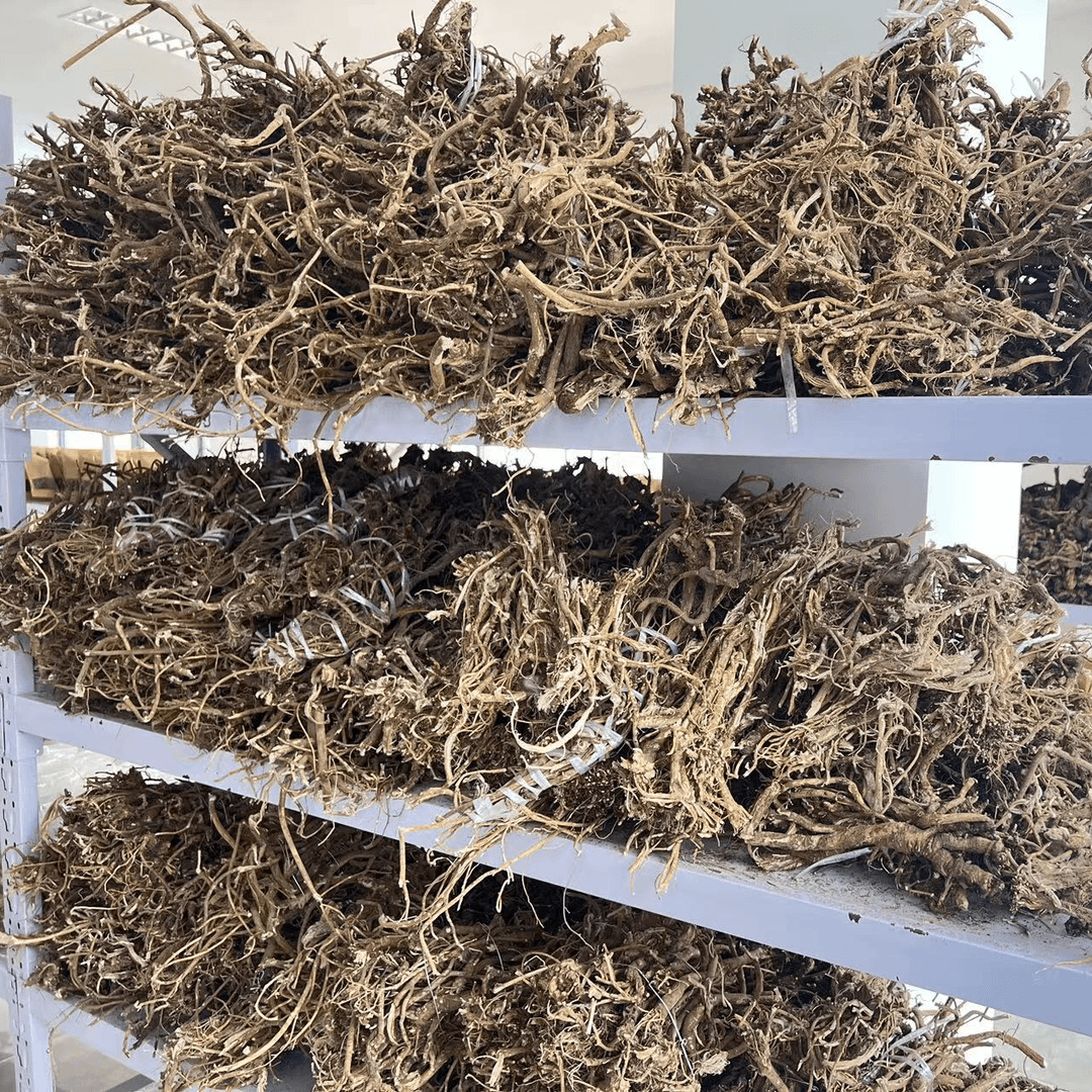 西藏雪域高原藏黄芪