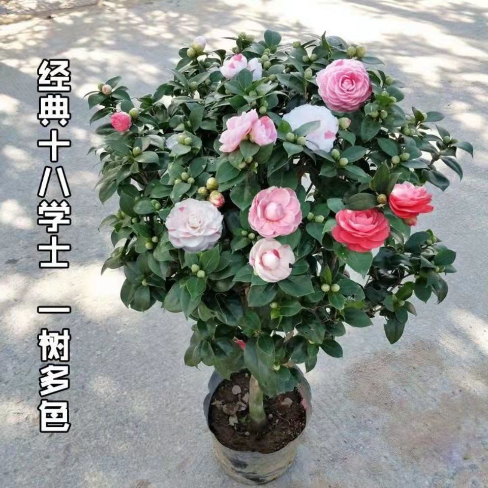 名贵正宗十八学士茶花盆栽树苗带花苞花卉盆栽多色花懒人花好养活