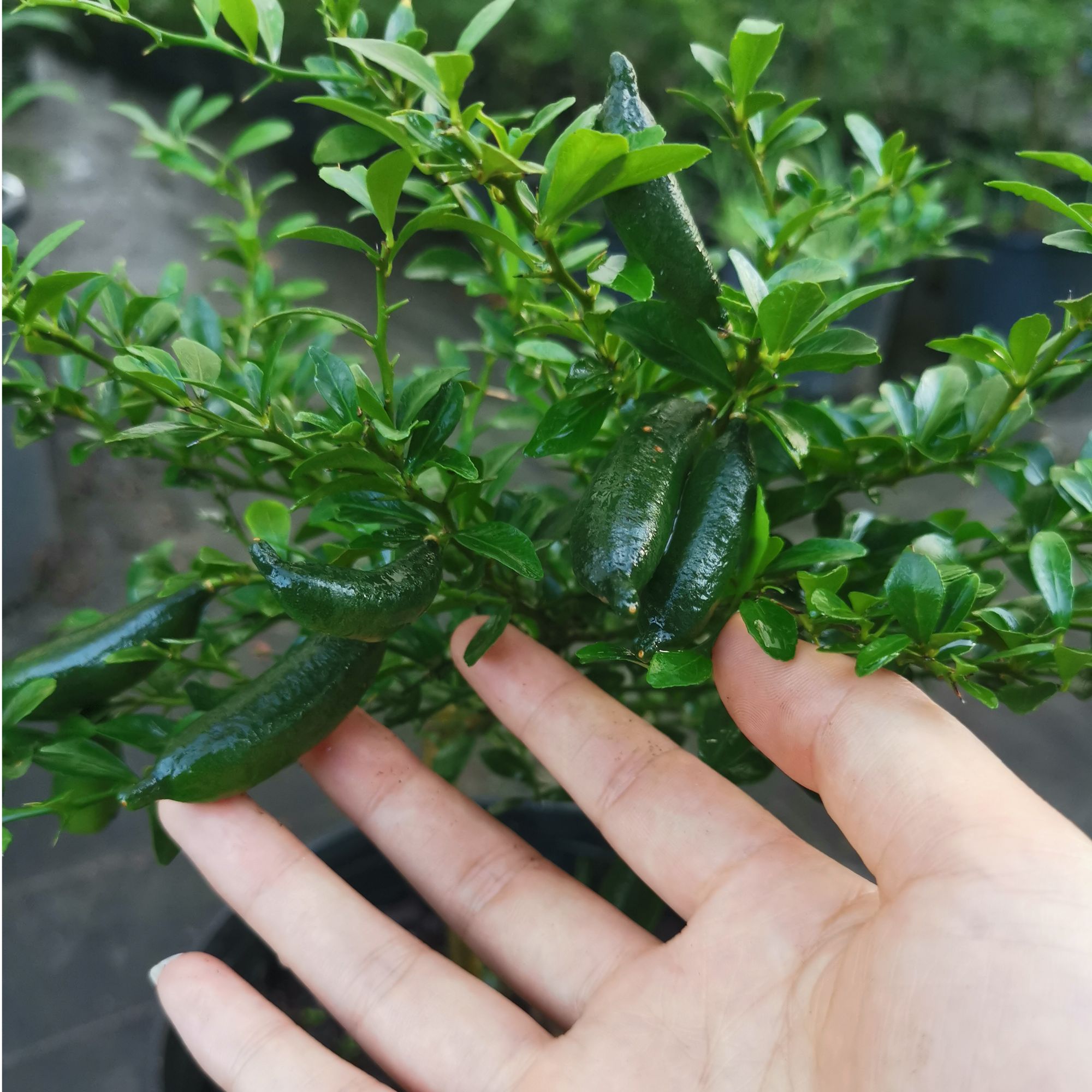 手指柠檬--2加仑盆栽