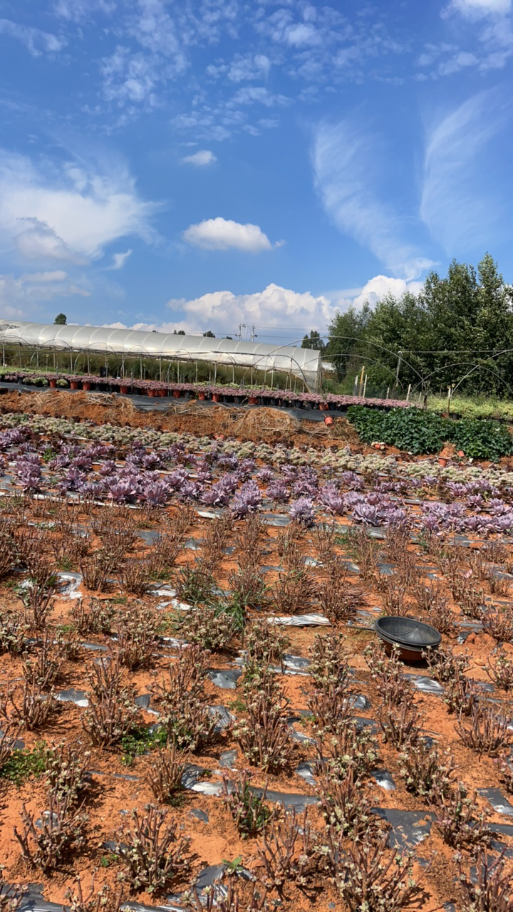 一花一世界多肉综合直播链接222.掉叶断叶片掉头问题不售后0