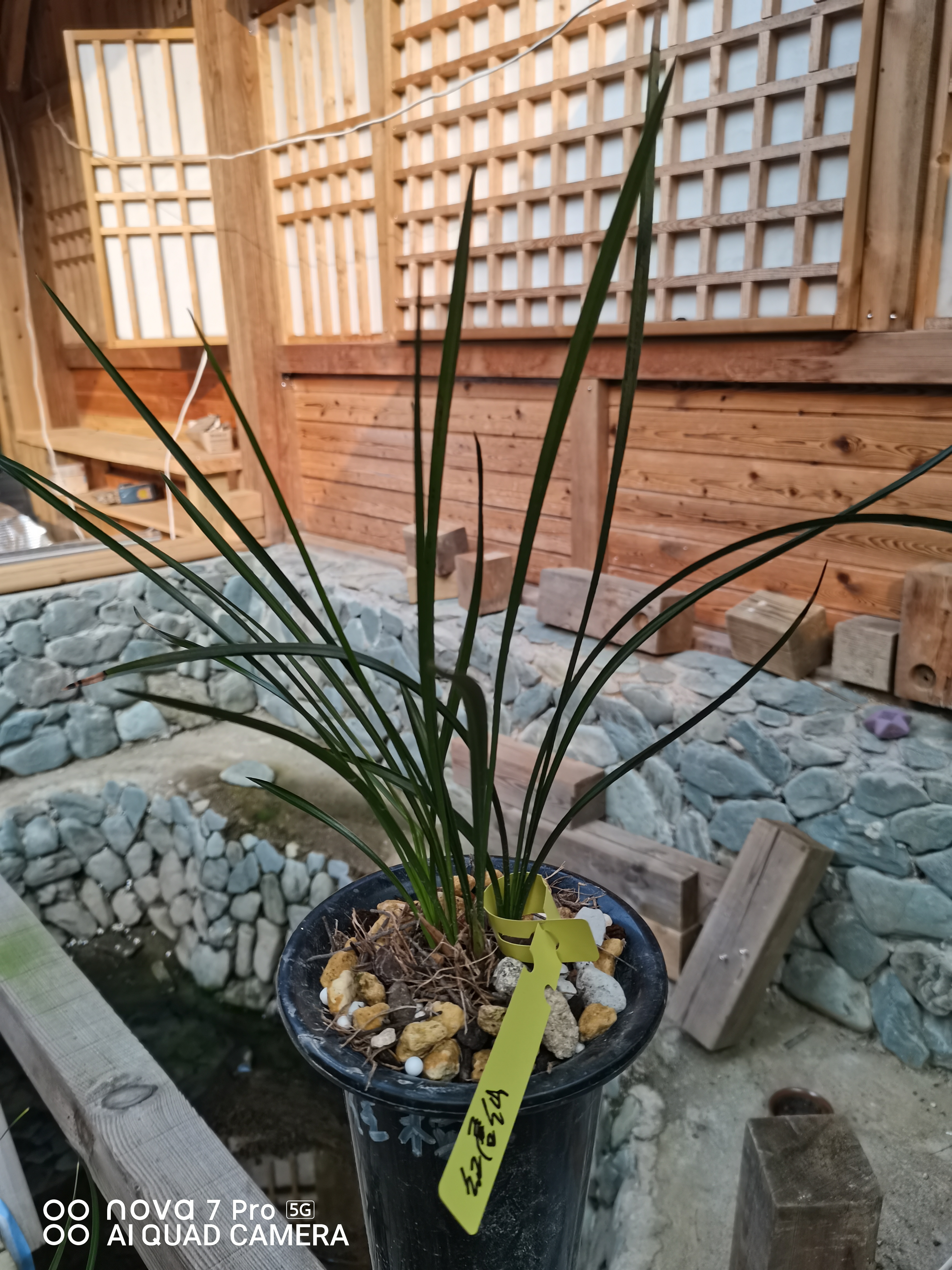 春兰，蕙兰，寒兰。