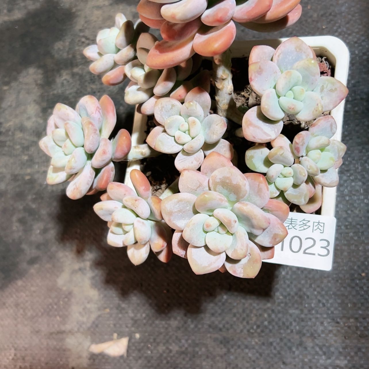 【闪购商品】听*每天1 0 2 3