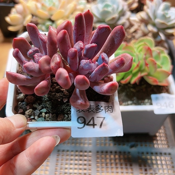 9 0盆多肉我们的生活是947