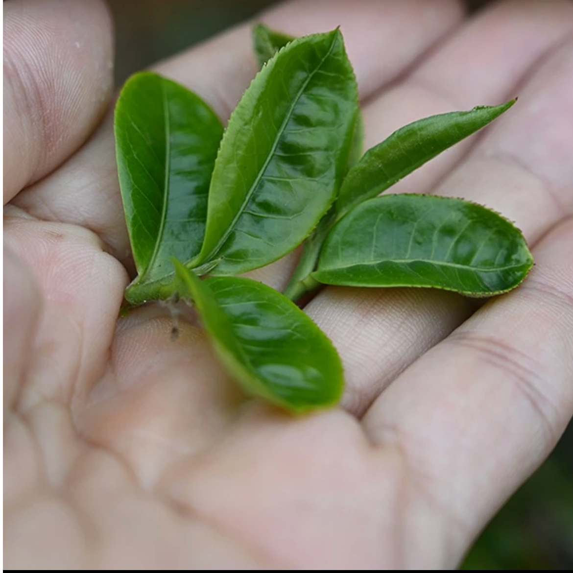猫耳朵单株  团猫普洱茶散茶 2025头春头采