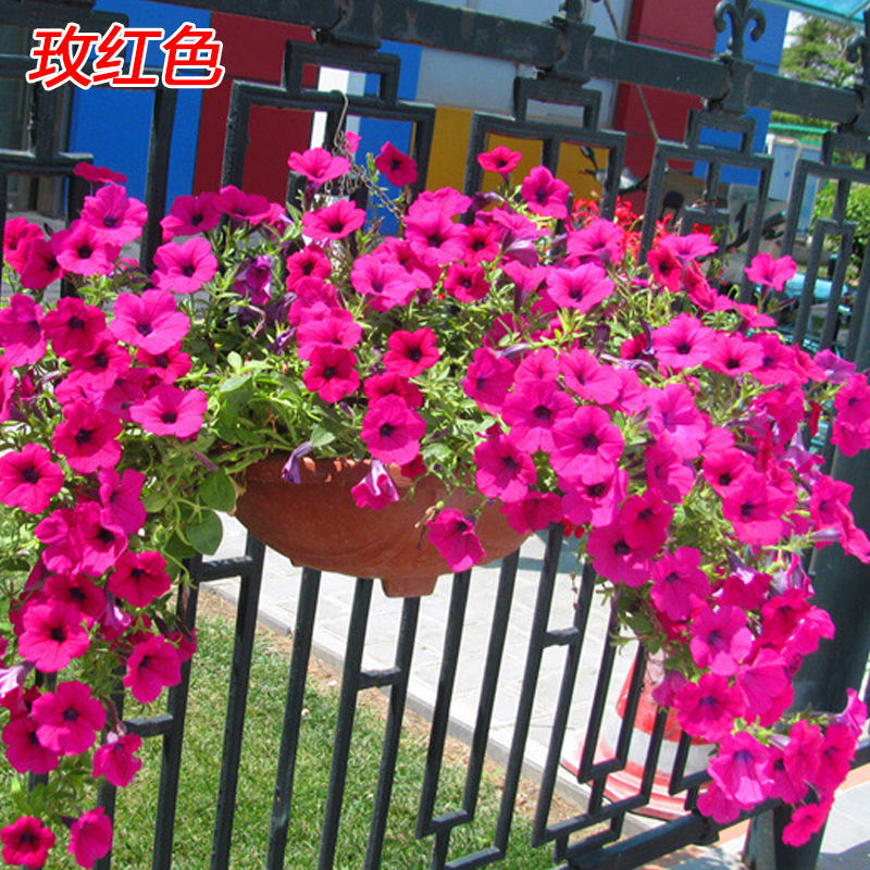 牵牛花种子室外喇叭花爬藤阳台盆栽观花种子花籽四季开花种