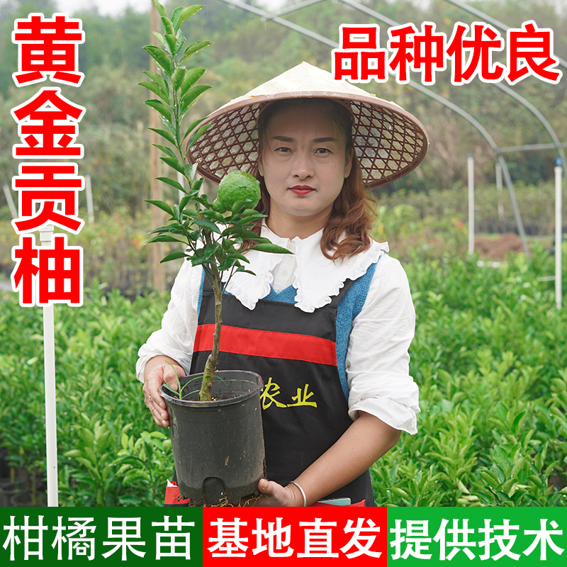 【丹丹】【黄金贡柚】容器杯苗带土叶嫁接幼苗阳台庭院盆栽水果树苗