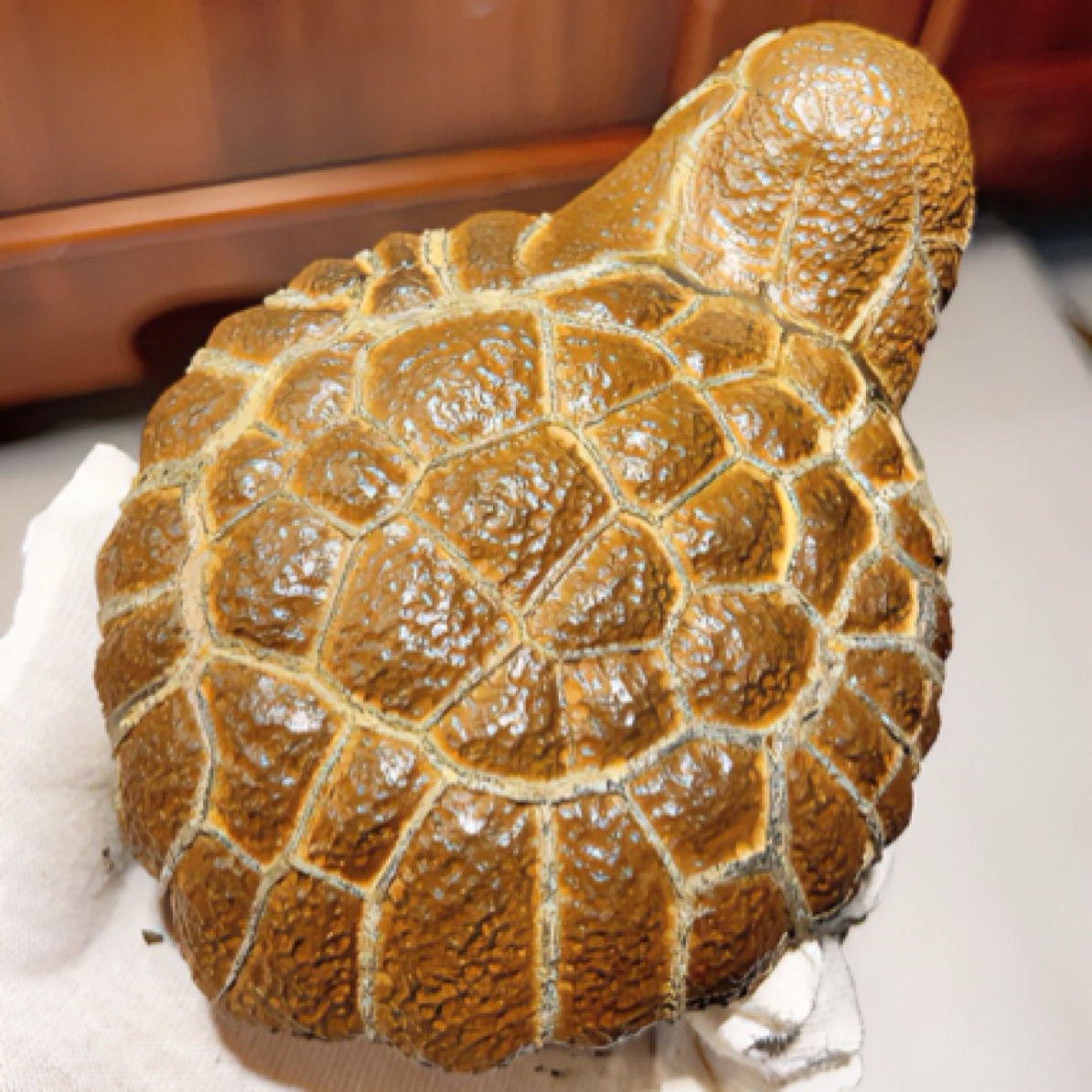 龟纹石.叶子雕刻精美摆件.茶盘摆件.工艺品.文玩菩提.#原石摆件