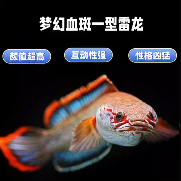 血斑雷龙血一冰火雷龙缅甸小型雷龙淡水鱼梦幻血斑1型雷龙鱼活体 