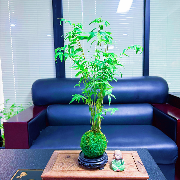 米竹红竹水培土培观音竹高雅观赏竹子庭院小米竹艺术景观