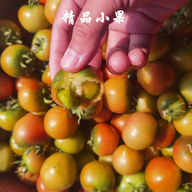 {铭福堂}盘锦碱地柿子铁皮柿子番茄铁皮西红柿正宗盘锦碱地西红柿