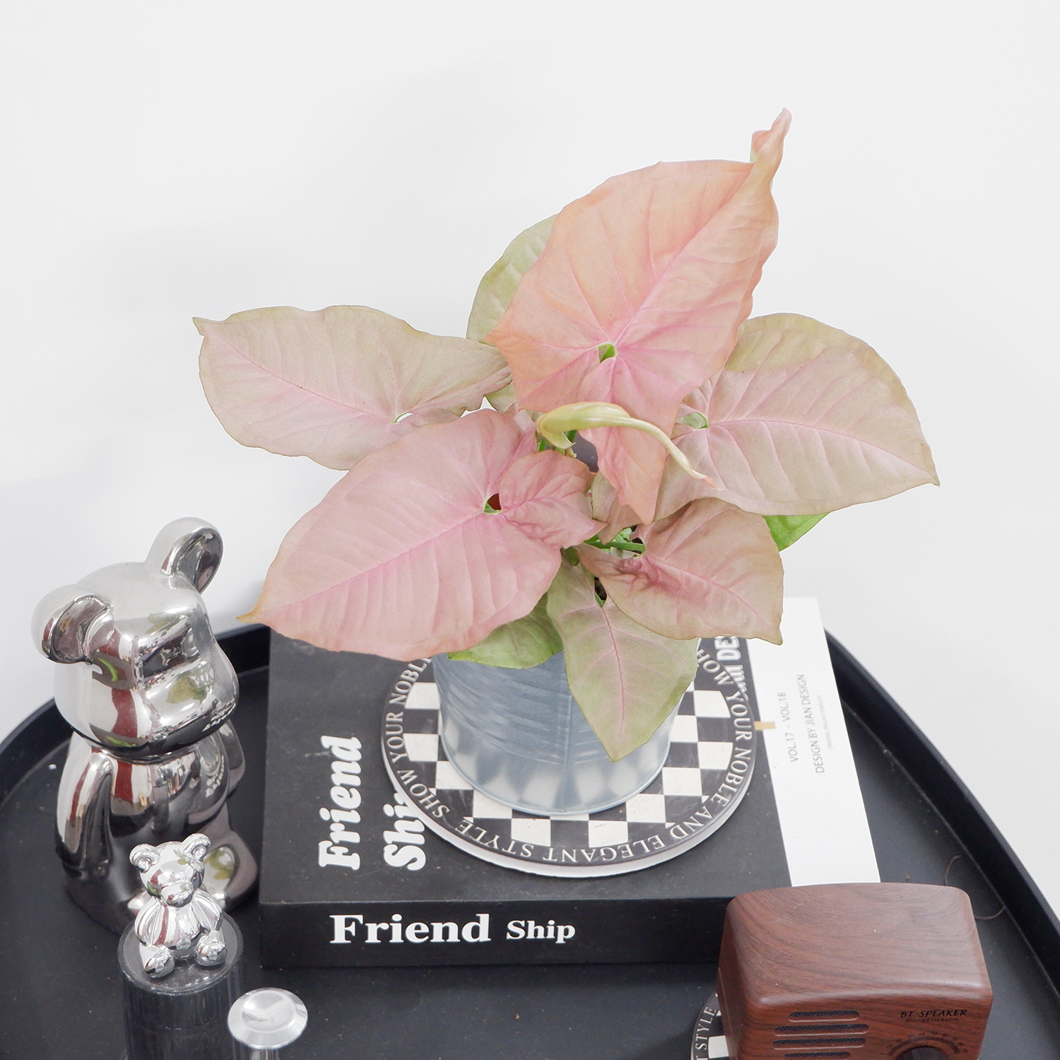 《草木集｜红粉佳人合果芋》粉腮轻展映朝霞，浅粉渐染舞翩然。