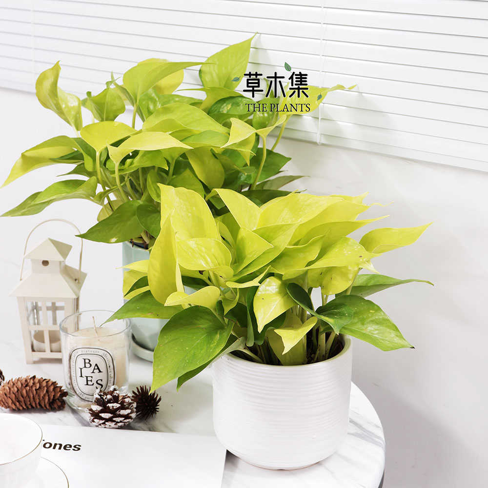 《草木集｜黄金葛/黄金绿萝》将荒芜室隅，点染成金秋秘境。