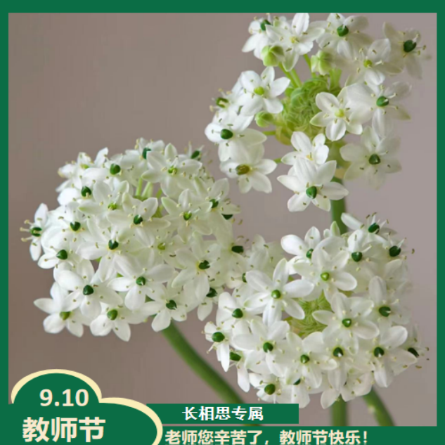 【教师节心意好礼】天鹅绒 叶子多容易黄扎任意2单以上发货包邮鲜花