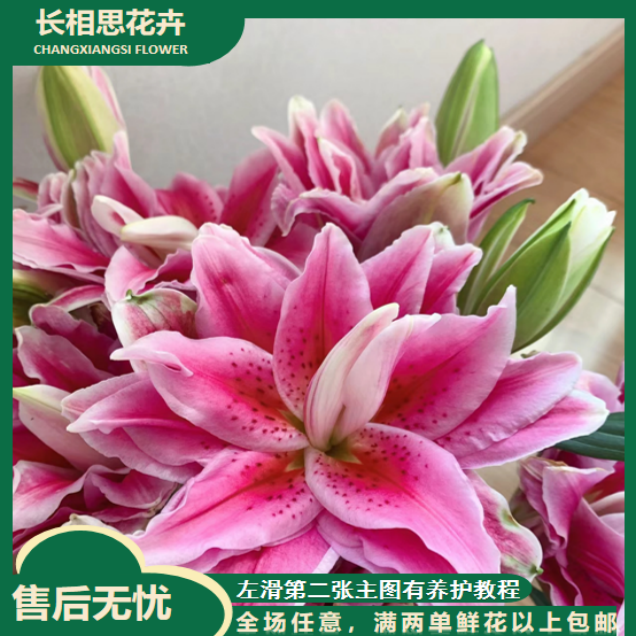 西亚拉重瓣百合 生花苞小任意2单以上发货包邮鲜花