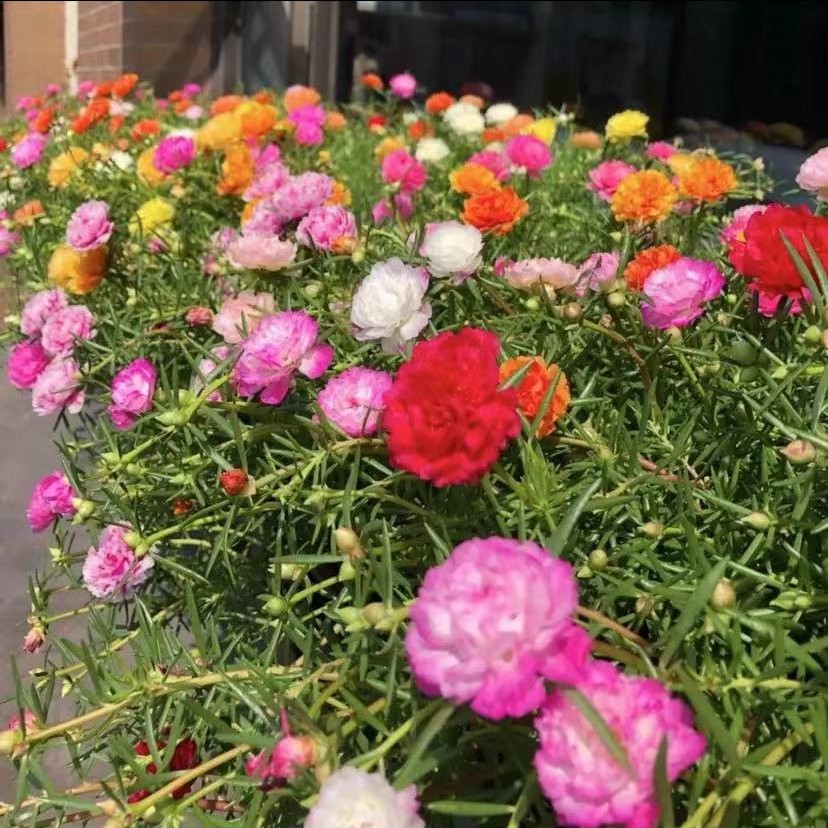 【50000粒正品重瓣太阳花】好养活重瓣多色太阳花种子四季种植商品图