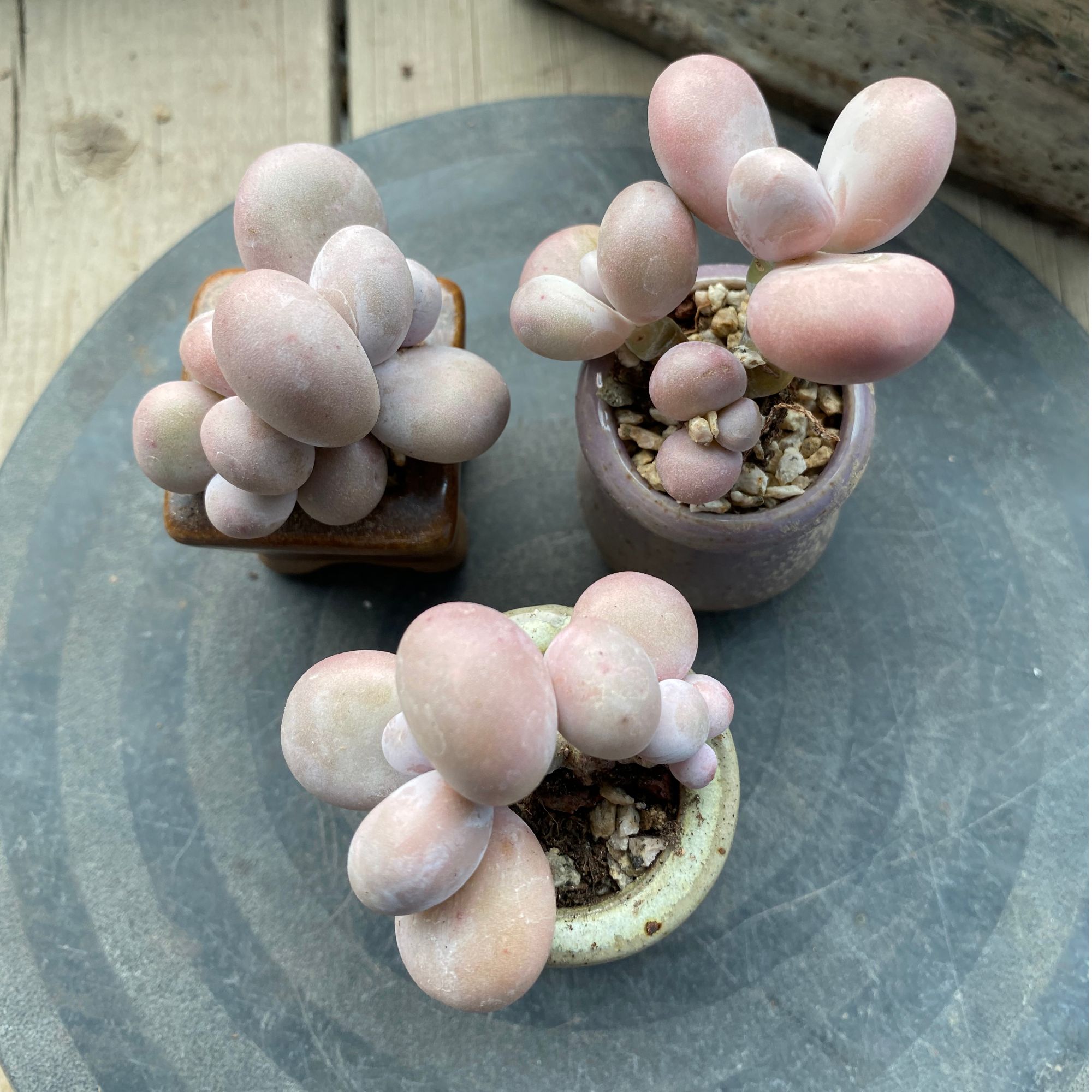 原始奶酪精控小老桩