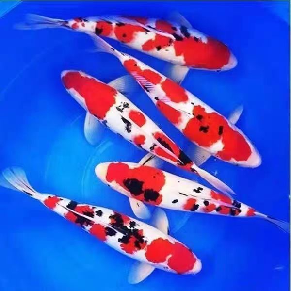 云景锦鲤纯血统精品冷水观赏鱼