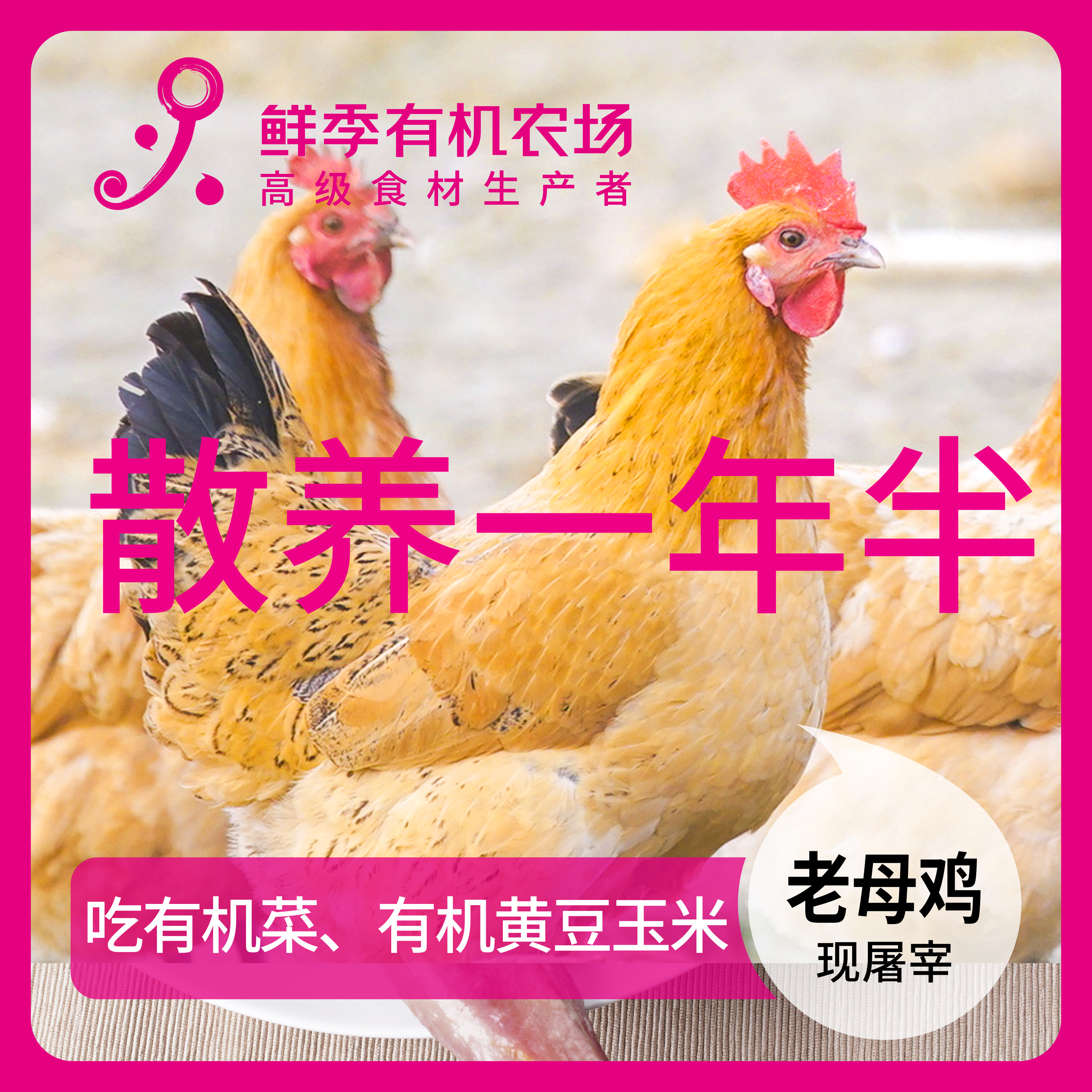 鲜季全自产 一年半老母鸡 肥美 现屠宰非冷冻 散养空运 无抗