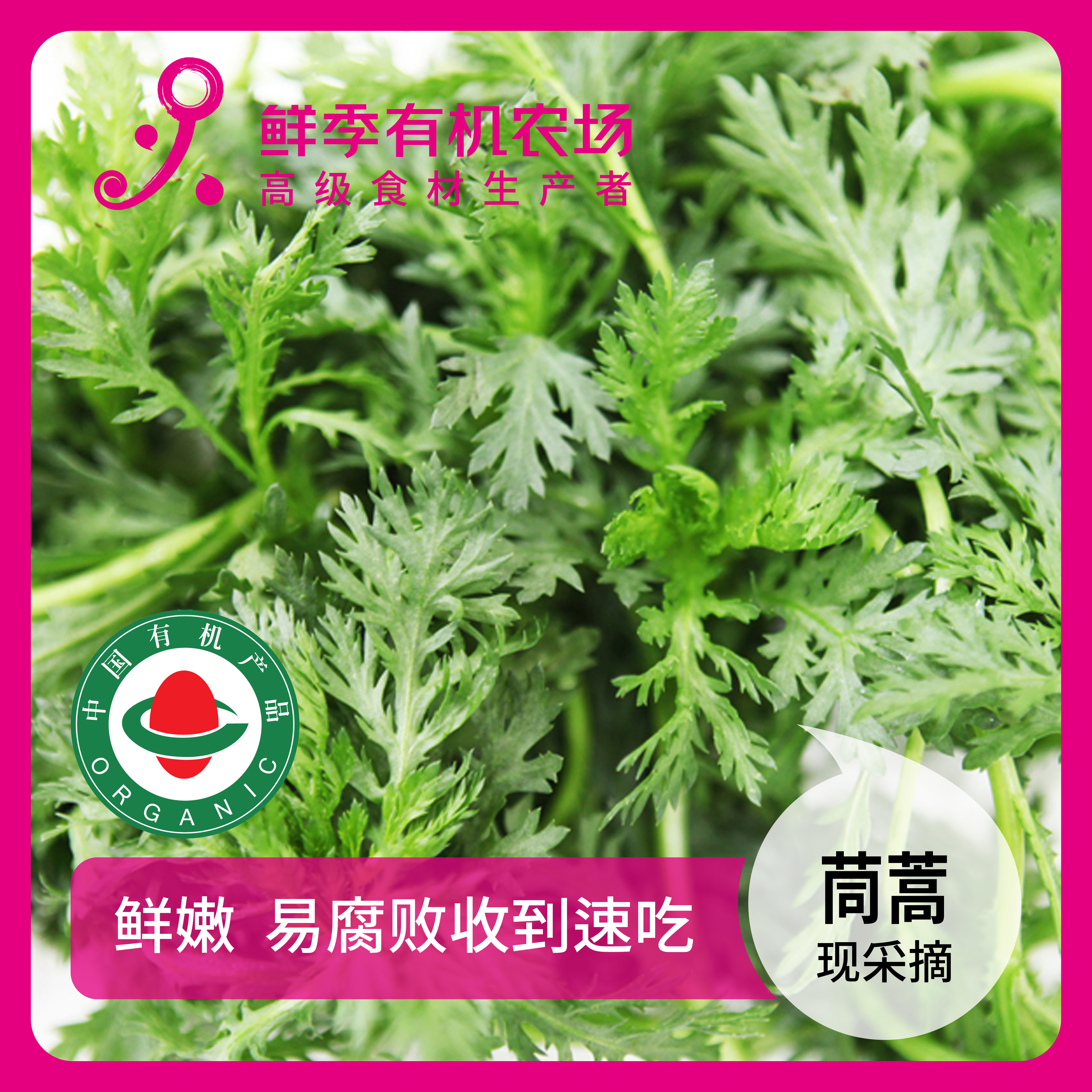 鲜季鲜季全自产 有机茼蒿300克 有机认证 现采摘 顺丰空运