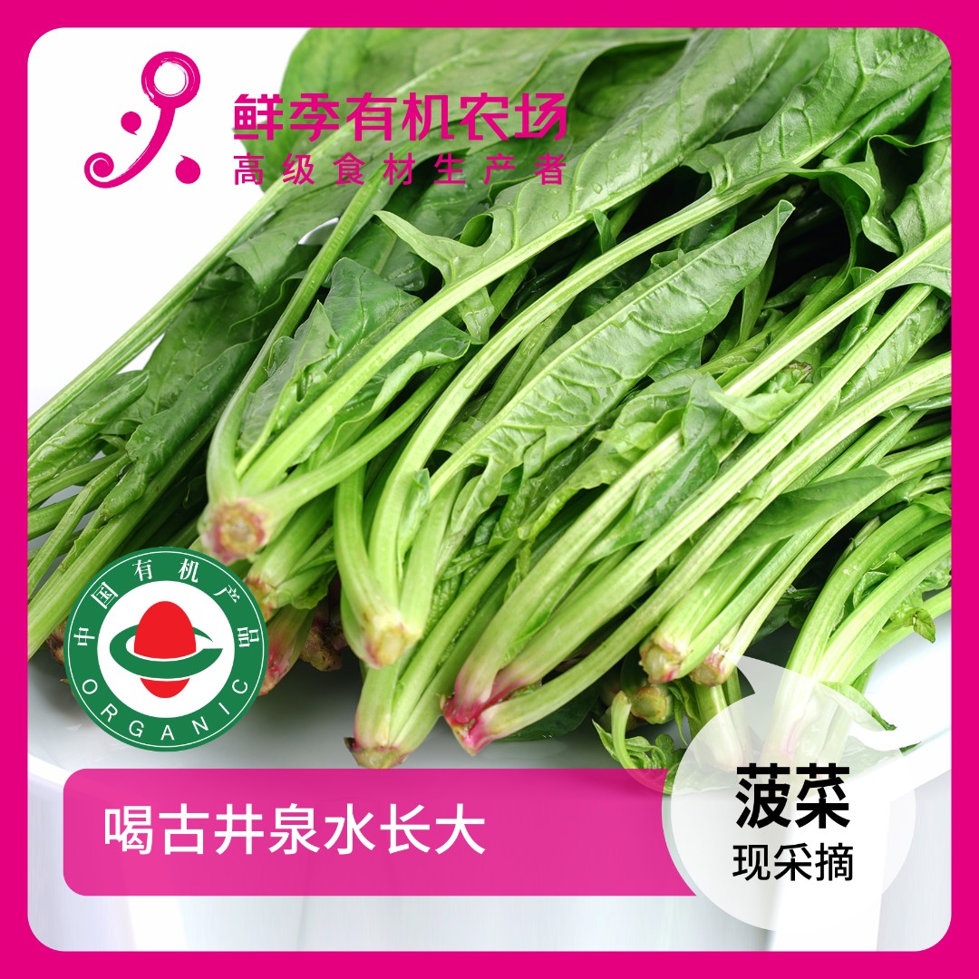 鲜季全自产 有机菠菜300克 有机认证 现采摘顺丰空运