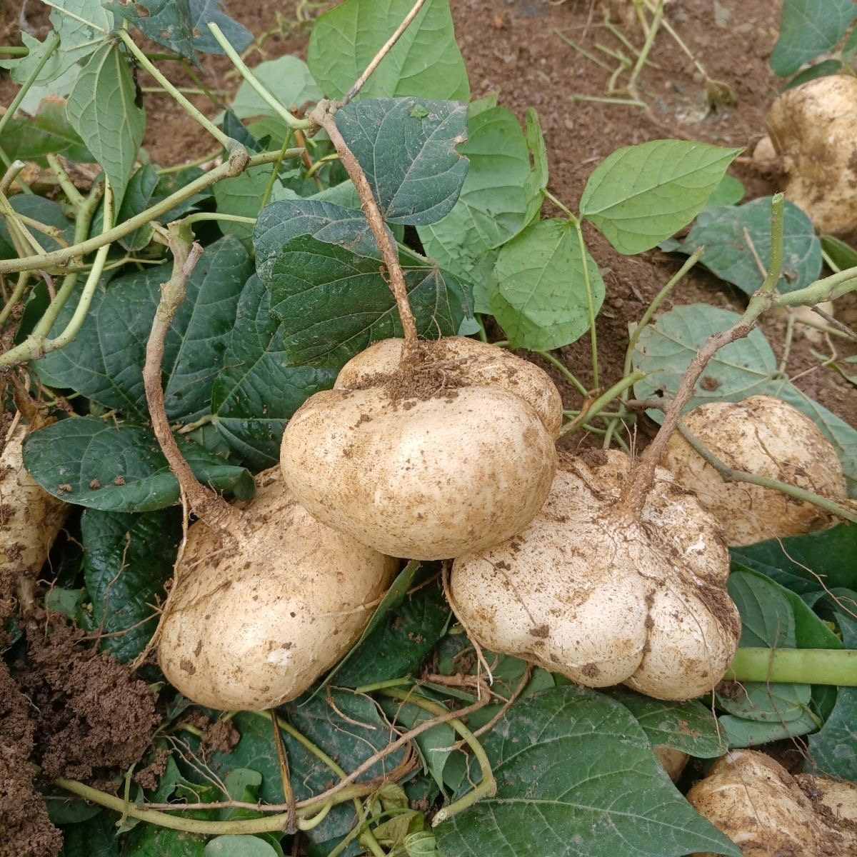 贵州农家地萝卜新鲜凉薯地瓜孕妇蔬菜水果红薯土瓜黄瓜大果地萝卜