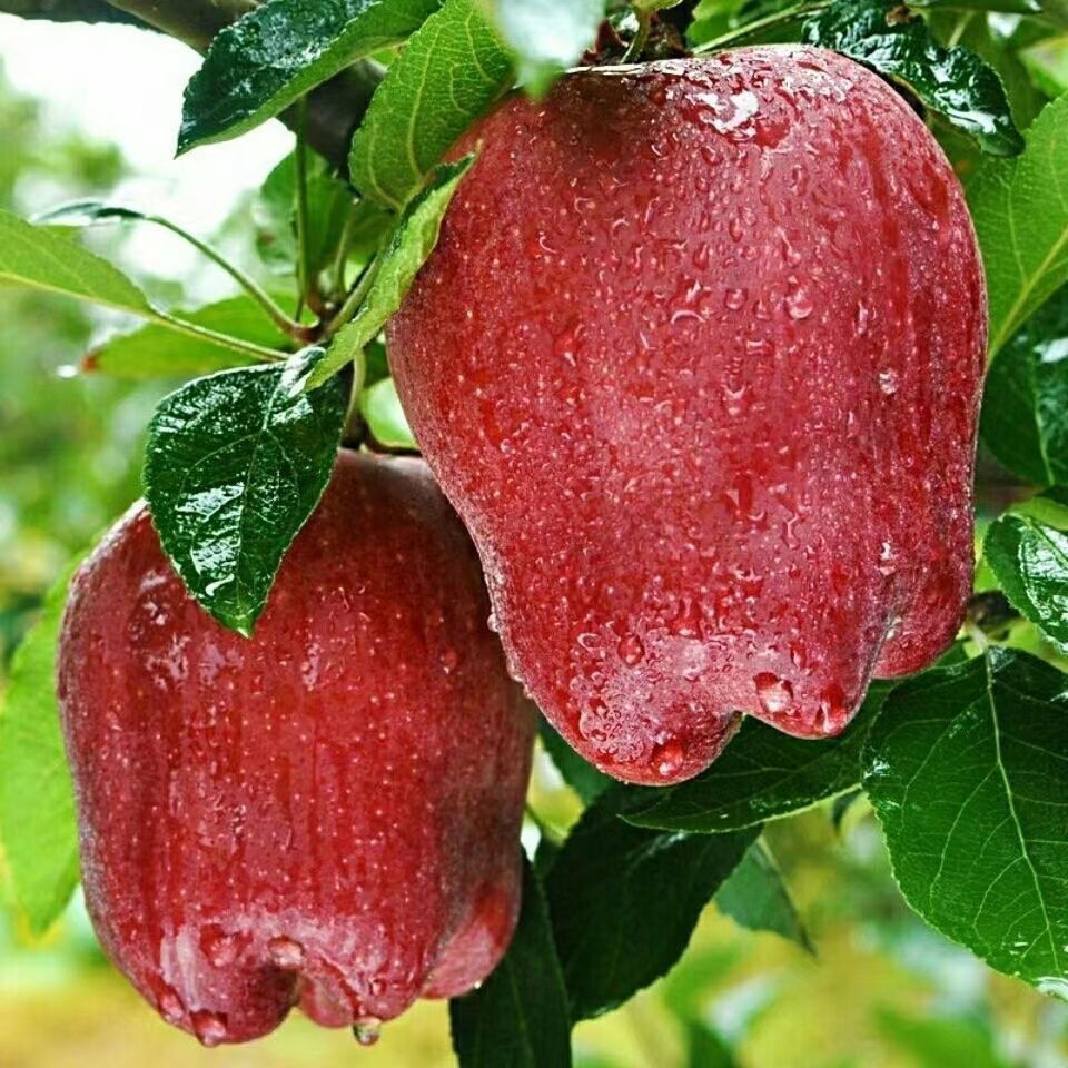 【现摘】甘肃天水花牛苹果应季蛇苹果宝宝辅食刮泥粉面红蛇果鲜美