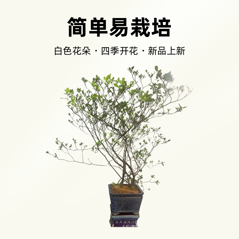 直播间盆栽海岛一物一拍栀子花盆景素材嘉宝果海岛栀子花果树花语