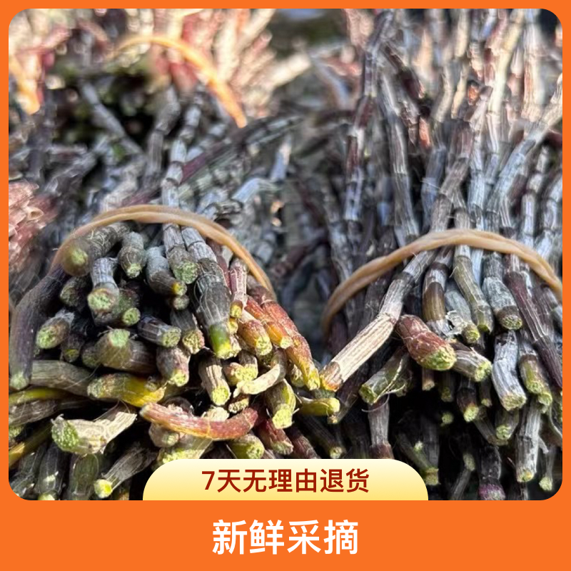 五年活梨树露天仿野生铁皮石斛鲜条新鲜采摘