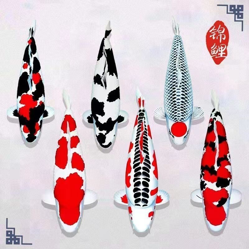 丰创 锦鲤 2号链接