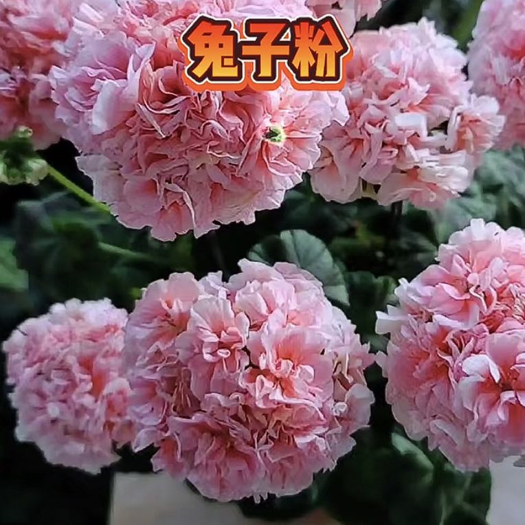 兔子粉.直立天竺葵