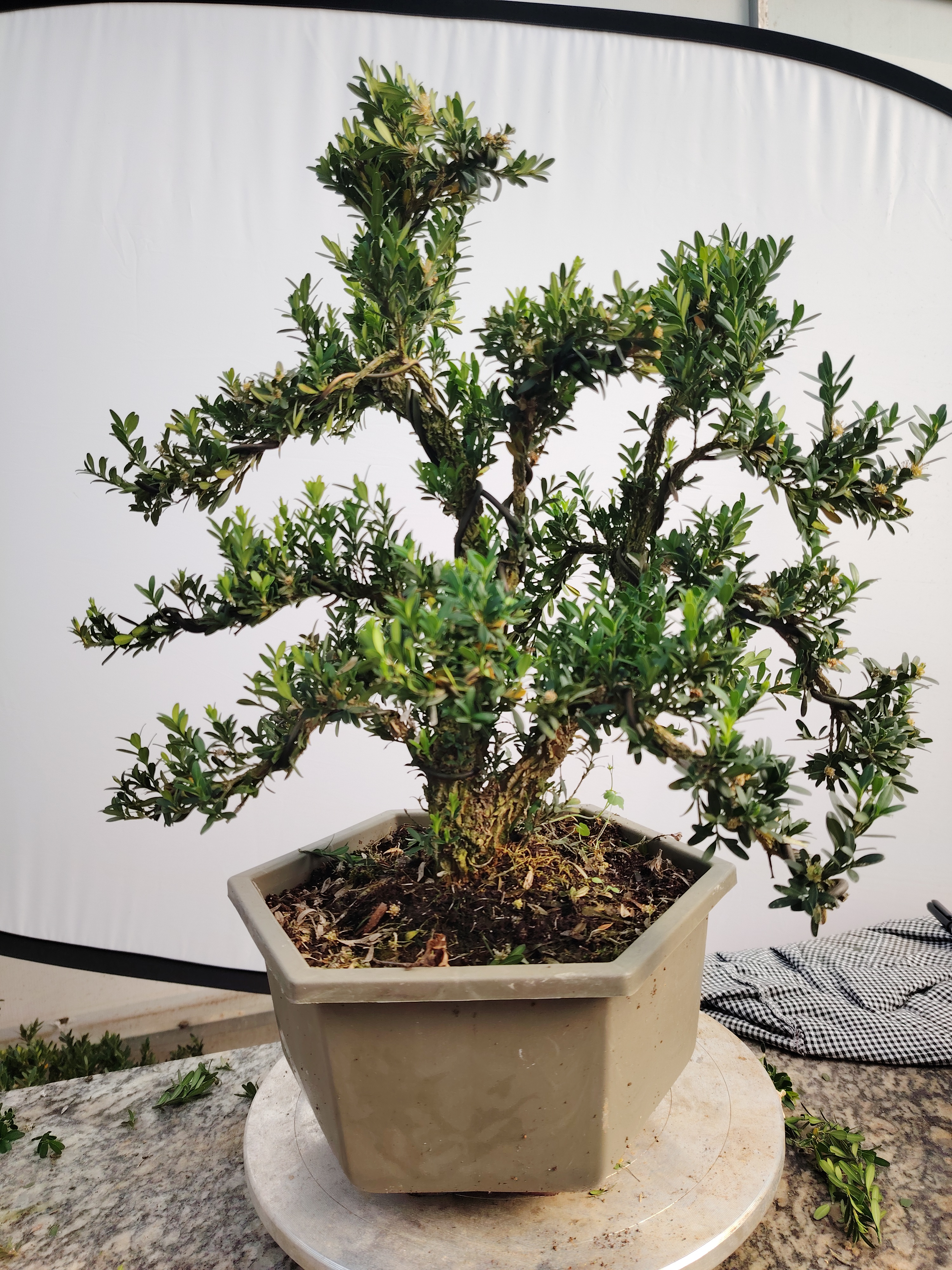 雀舌黄杨盆景一物一拍